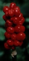 arum2